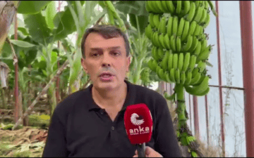 Anamur muz üreticileri