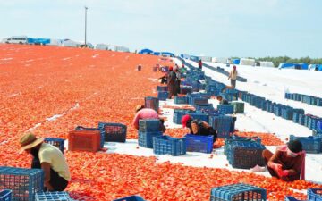 kurutulmuş domates