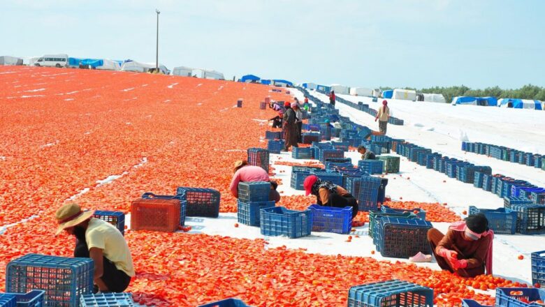kurutulmuş domates