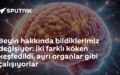 Beyin gelişimi