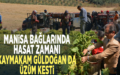 Sultani çekirdeksiz üzüm