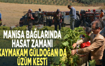 Sultani çekirdeksiz üzüm