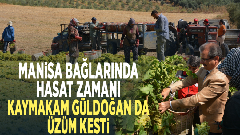 Sultani çekirdeksiz üzüm