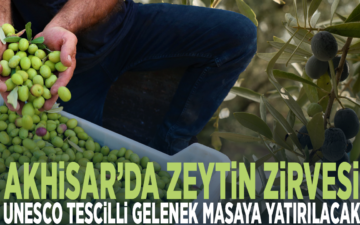 zeytin kültürü